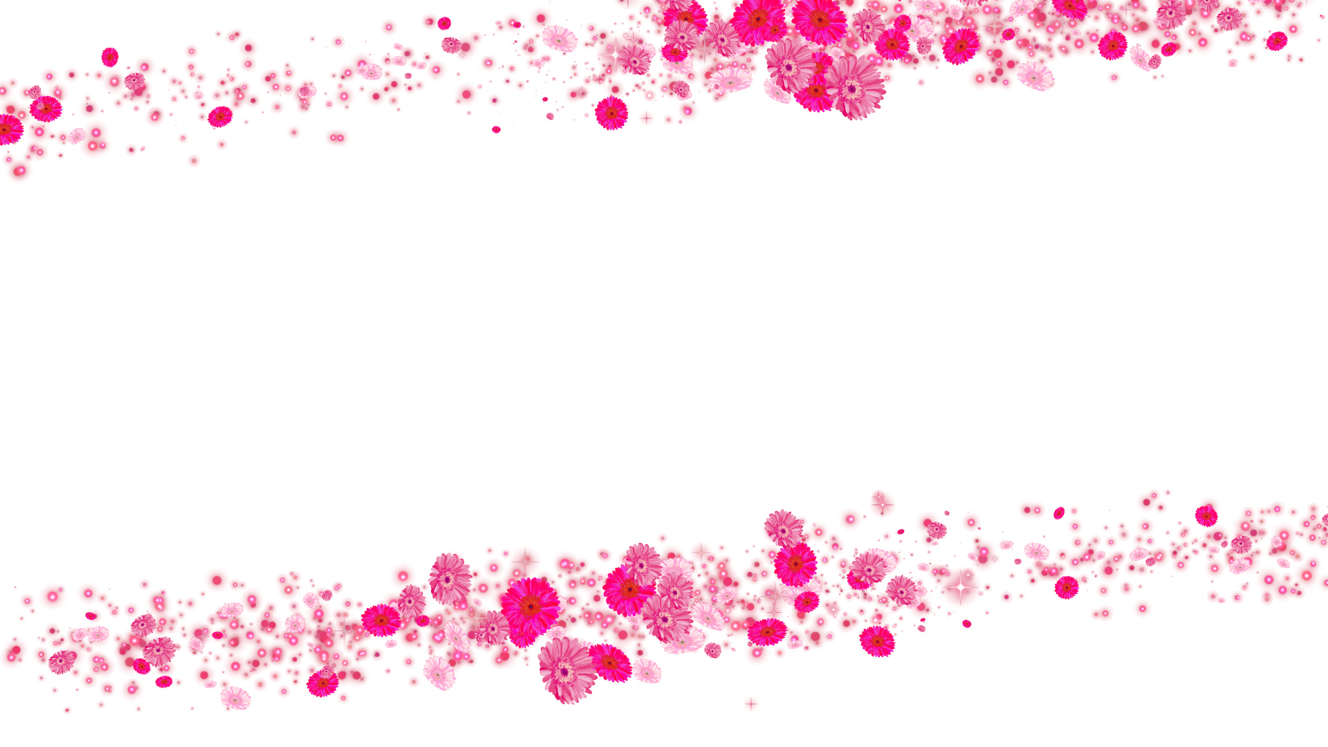 ピンクのガーベラ（フレーム）-白い背景