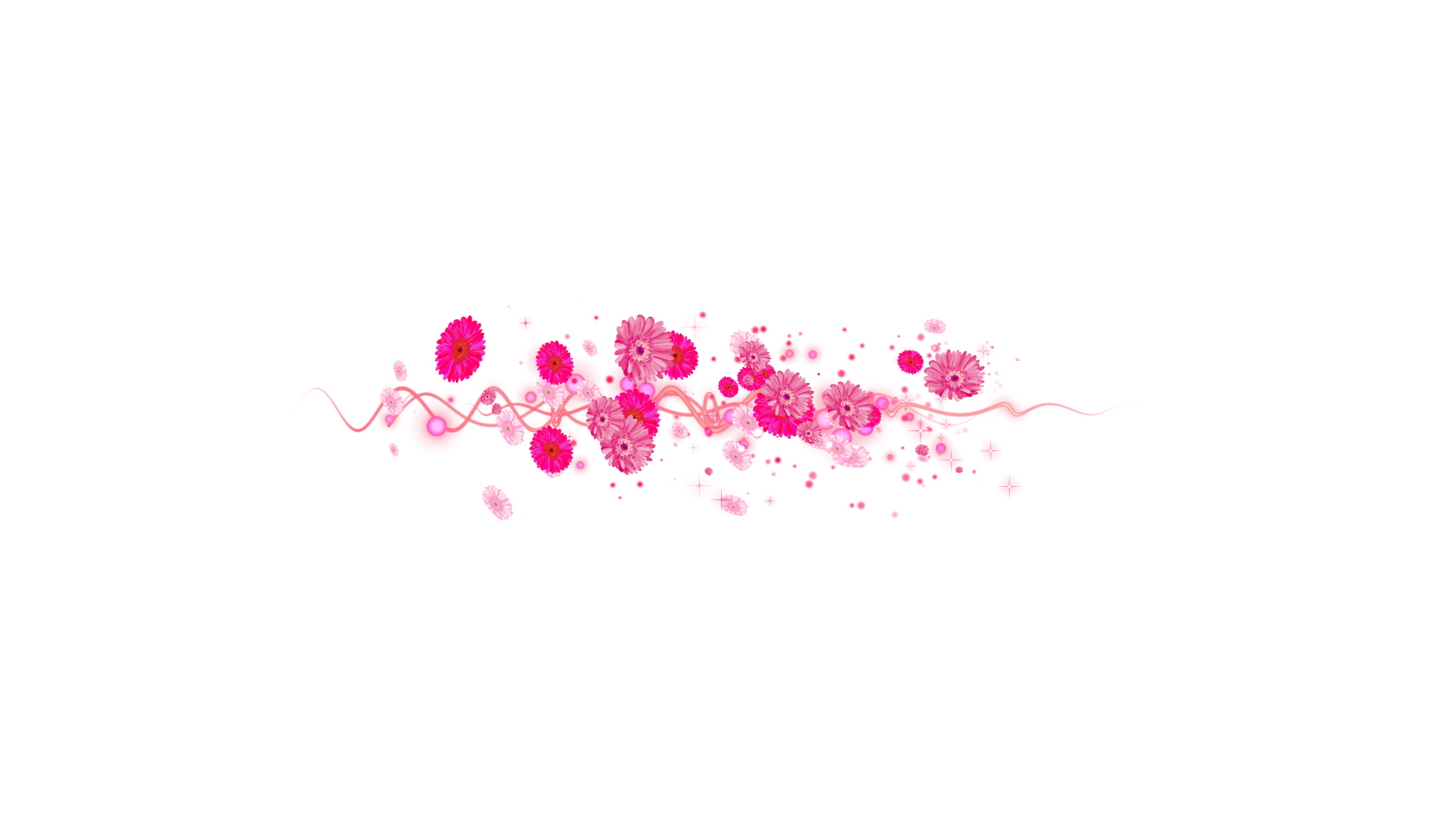 ピンクのガーベラ（文字用）-白い背景