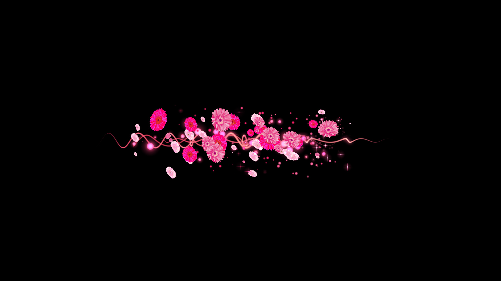 ピンクのガーベラ（文字用）-黒い背景