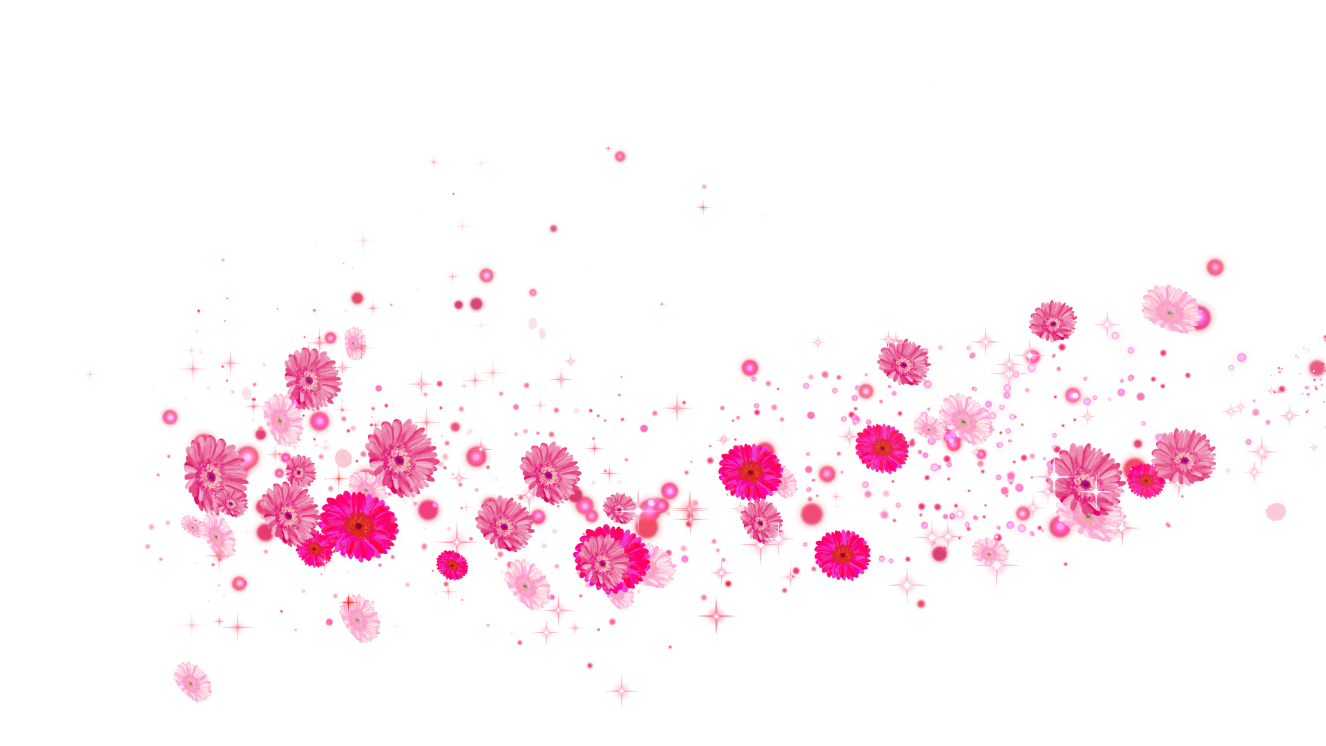 ピンクのガーベラ（回転）-白い背景