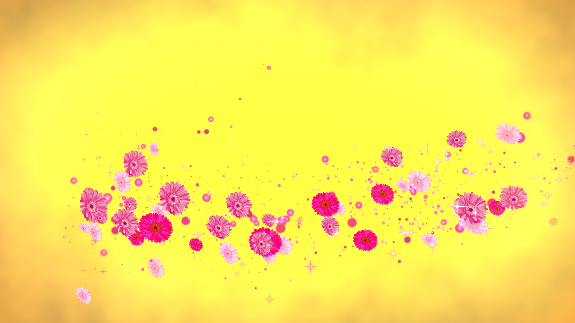 ピンクのガーベラ（回転）-黄色い背景