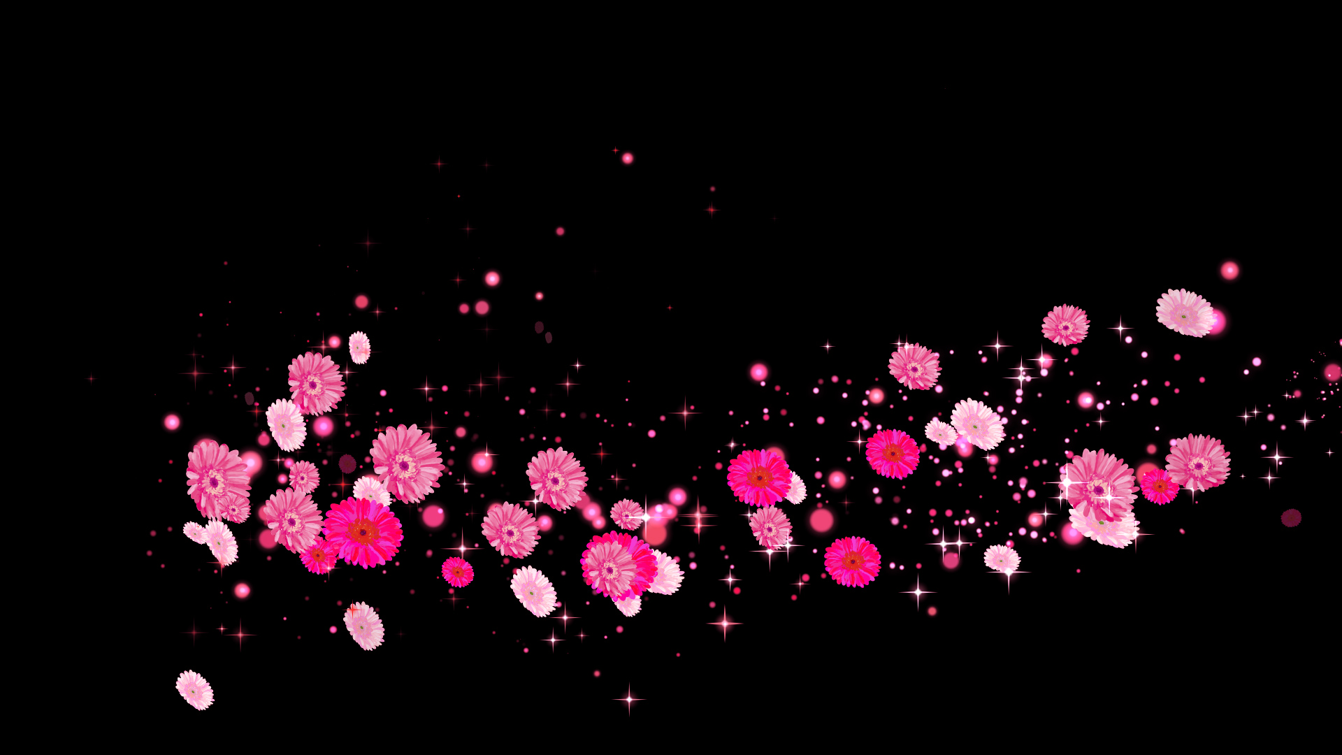 ピンクのガーベラ（回転）-黒い背景