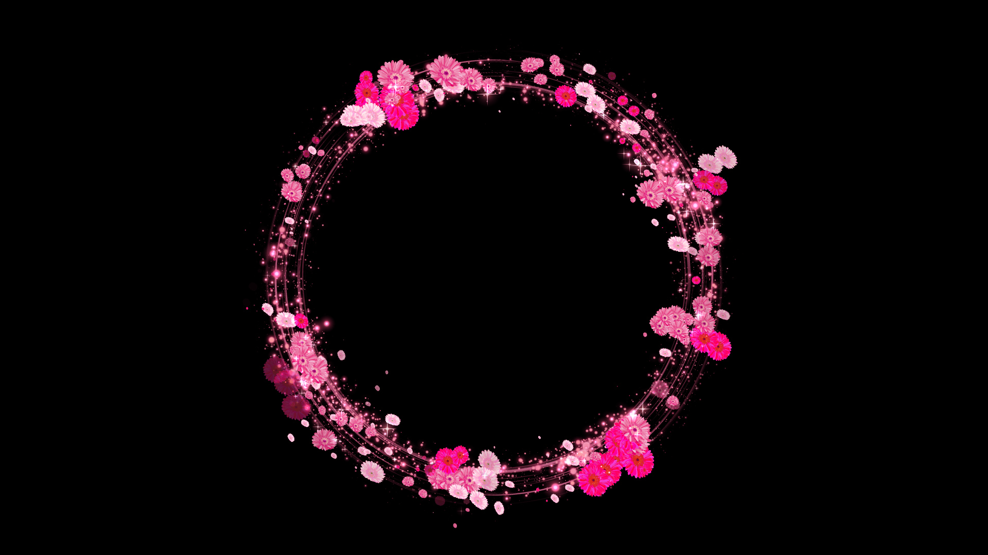 光るピンクのガーベラのリース-黒い背景