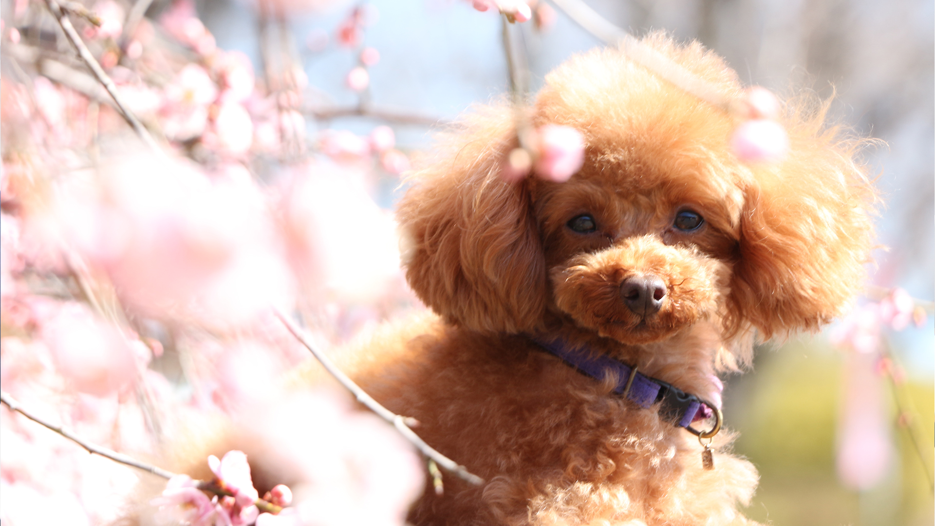 犬と桜（ペットの動画編集）