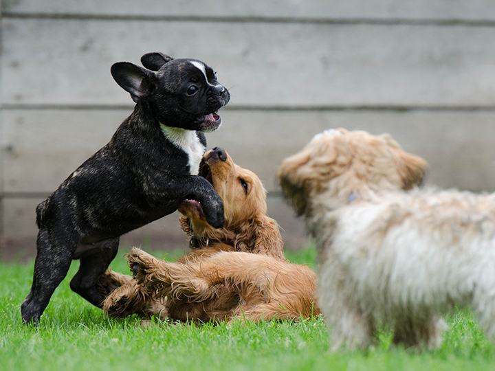 ペットのビデオ制作・動画編集-犬たちのじゃれあい