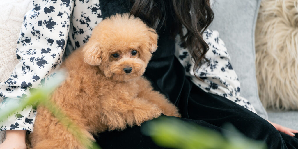 ペットのビデオ制作・動画編集-飼い主に甘える犬