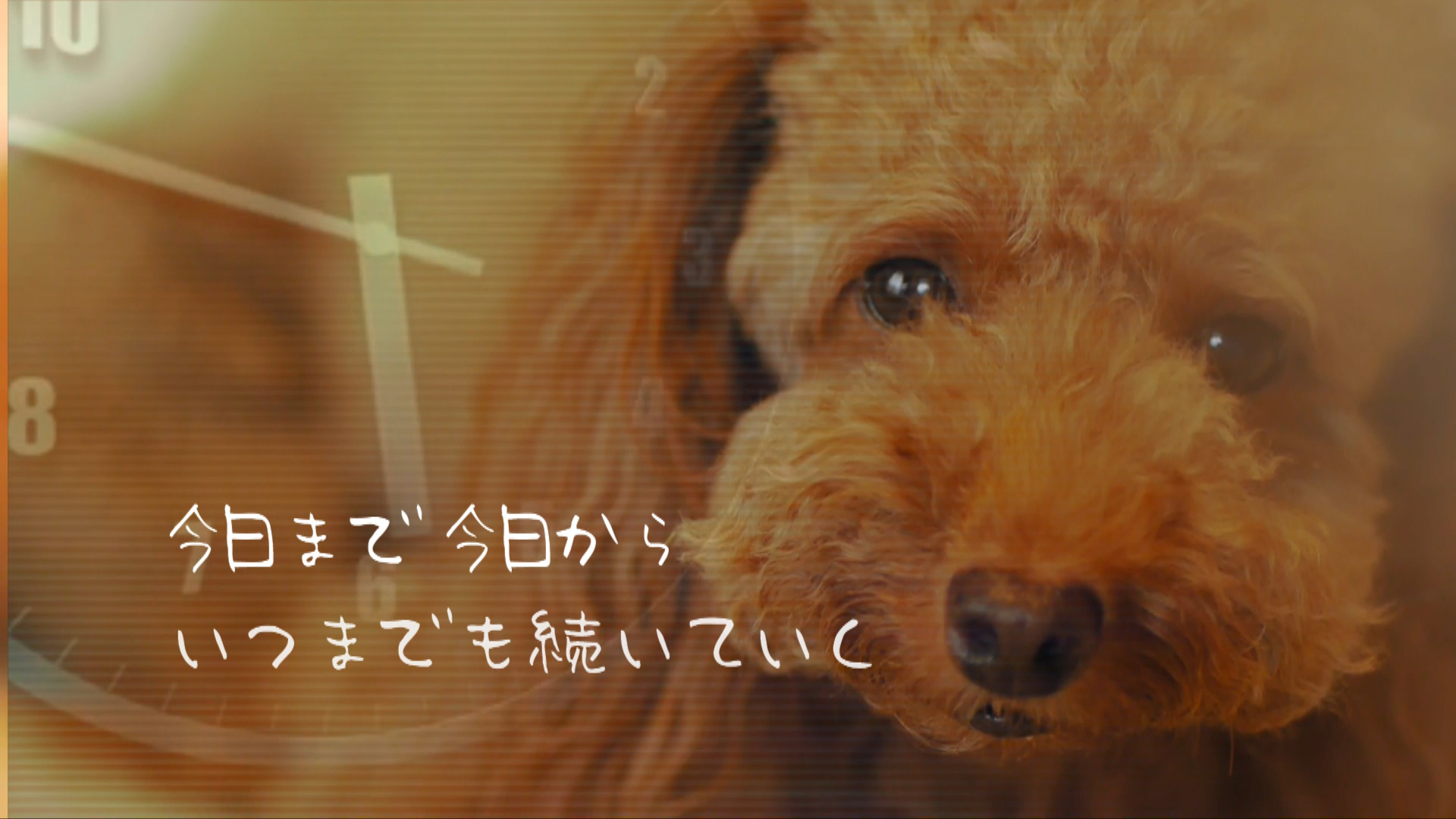 ペット動画のテロップ＆合成案