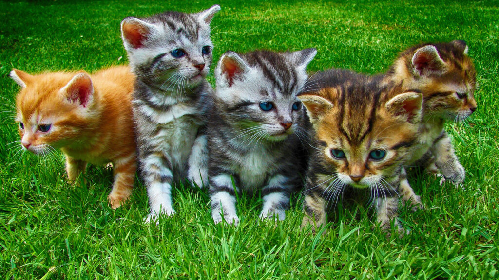 ペットの動画制作・ビデオ編集(5匹の子猫)