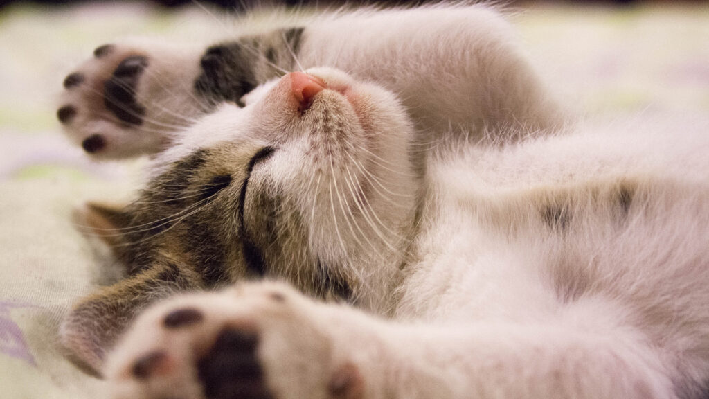 ペットの動画制作・ビデオ編集(お手上げの愛猫)