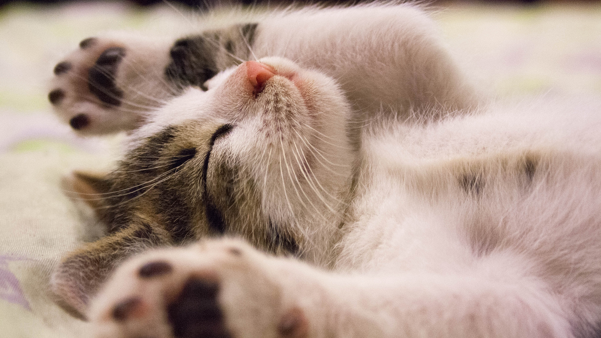 ペットの動画制作・ビデオ編集(お手上げの愛猫)