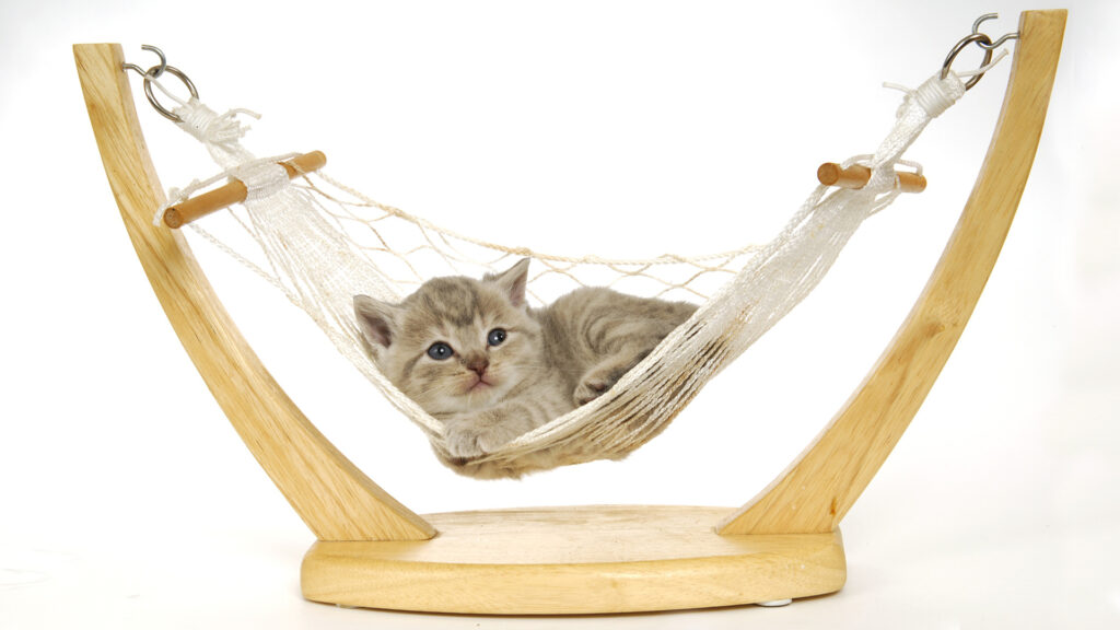 ペットの動画制作・ビデオ編集(ハンモックに揺られる愛猫)