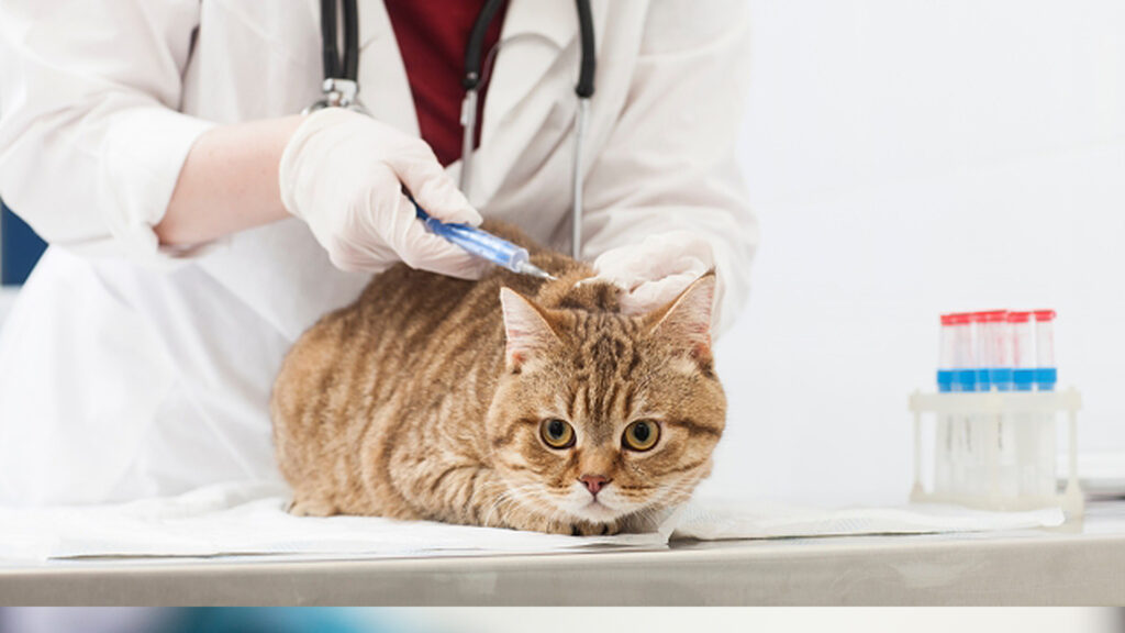 ペットの動画制作・ビデオ編集(予防注射をする愛猫)