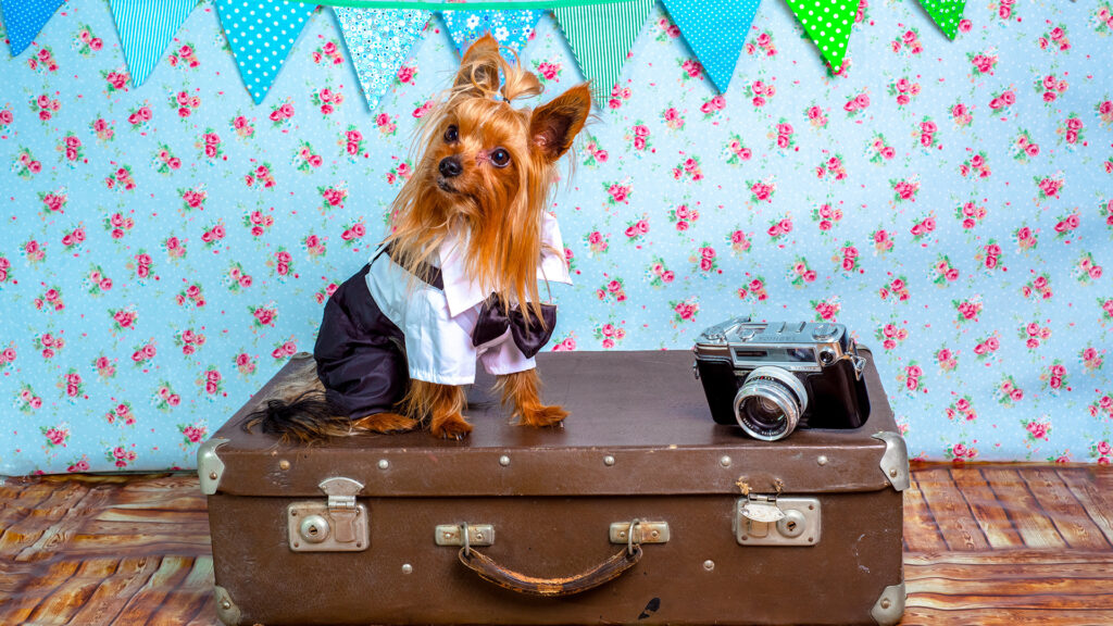 ペットの動画制作・ビデオ編集(旅行コスプレの愛犬)