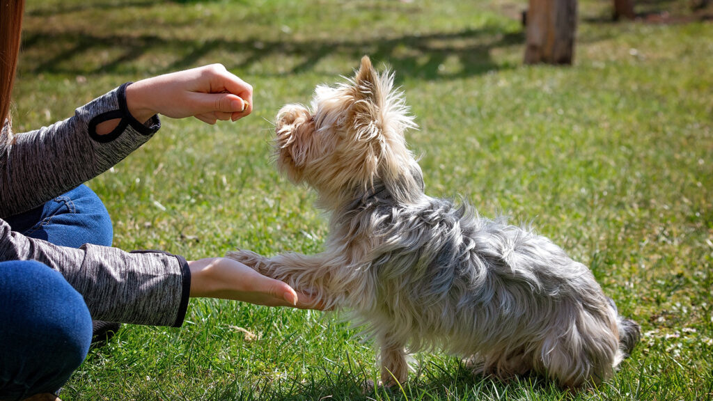 ペットの動画制作・ビデオ編集(お手をする愛犬)