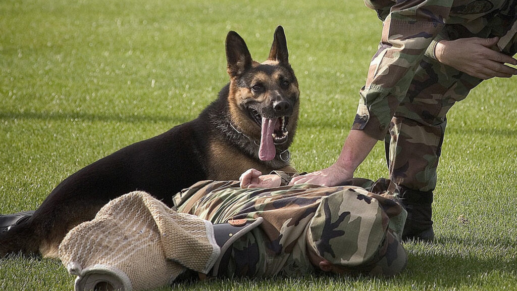 ペットの動画制作・ビデオ編集(自衛隊犬)