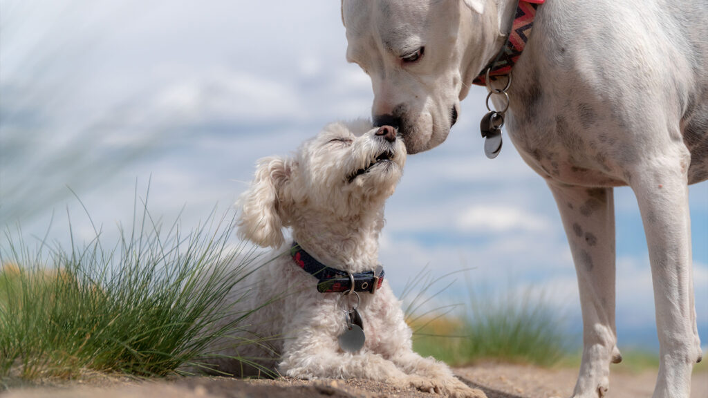 ペットの動画制作・ビデオ編集(顔を摺り寄せる親子犬)