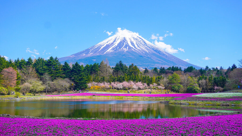 旅行動画制作・ビデオ編集(富士芝桜まつり)