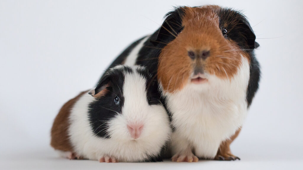 ペットの動画制作・ビデオ編集(親子のモルモット)