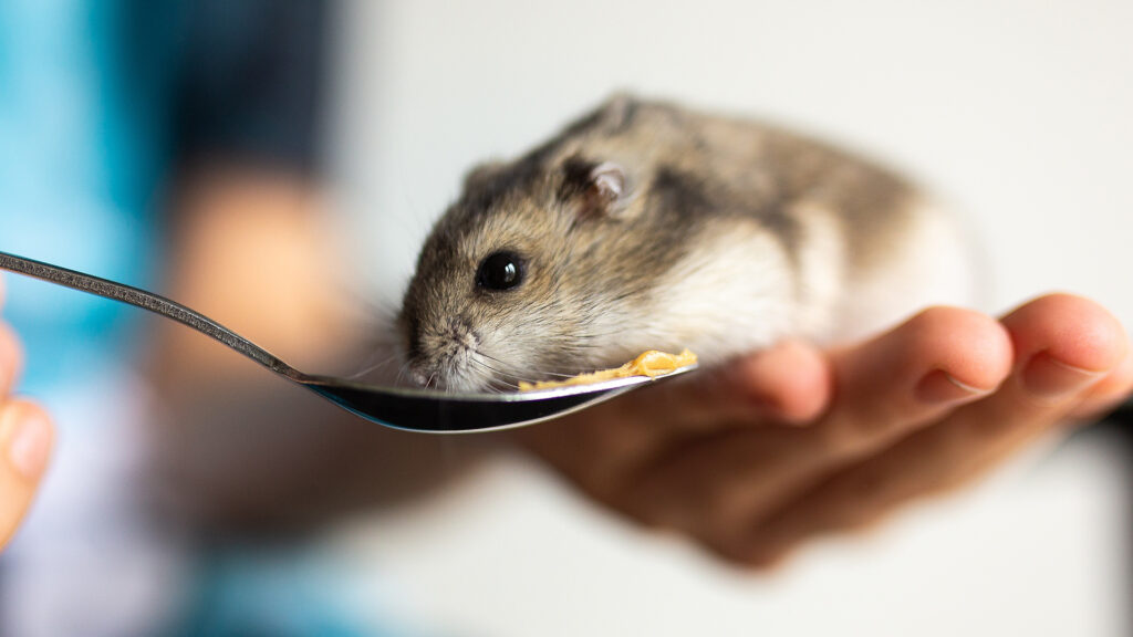 ペットの動画制作・ビデオ編集(食事中のハムスター)