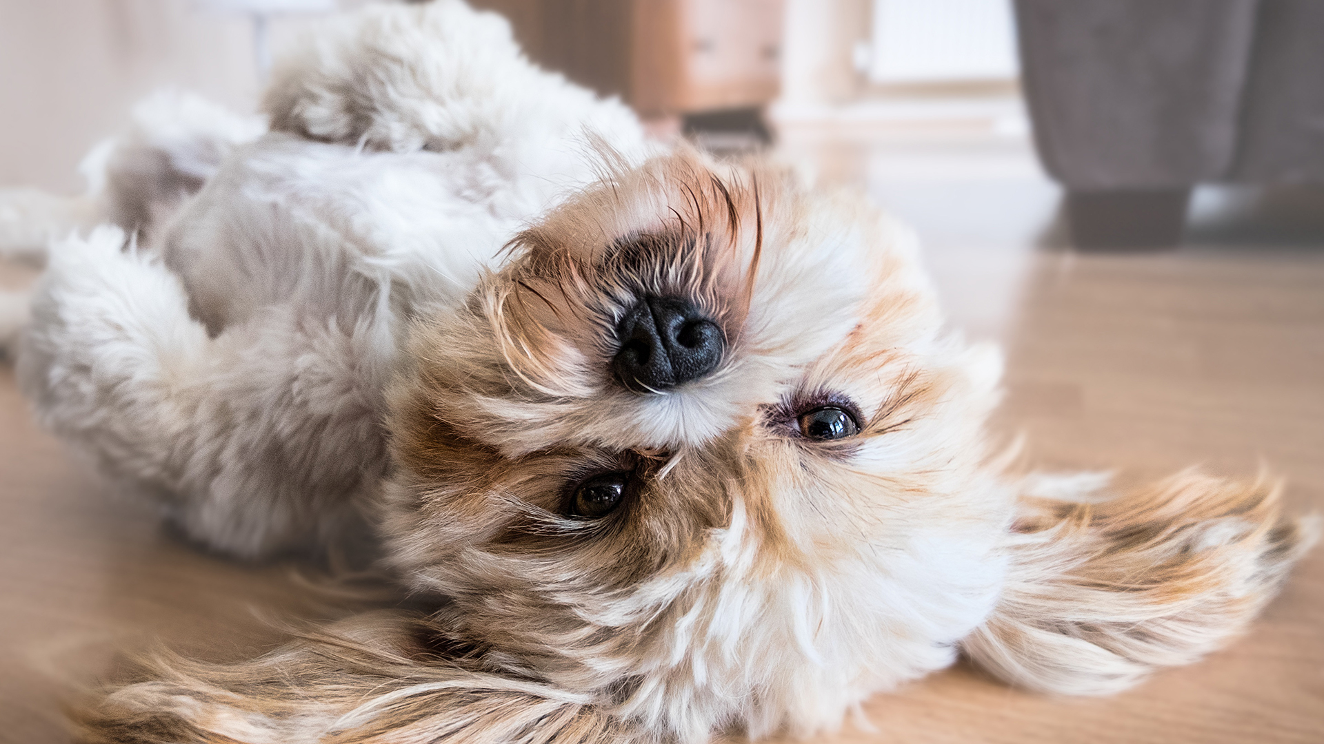 ペットの動画制作・ビデオ編集(愛犬の面白ポーズ)