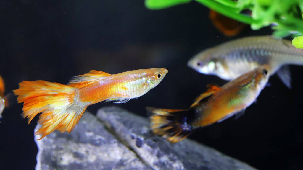 ペットの動画制作・ビデオ編集(水槽で泳ぐグッピー)